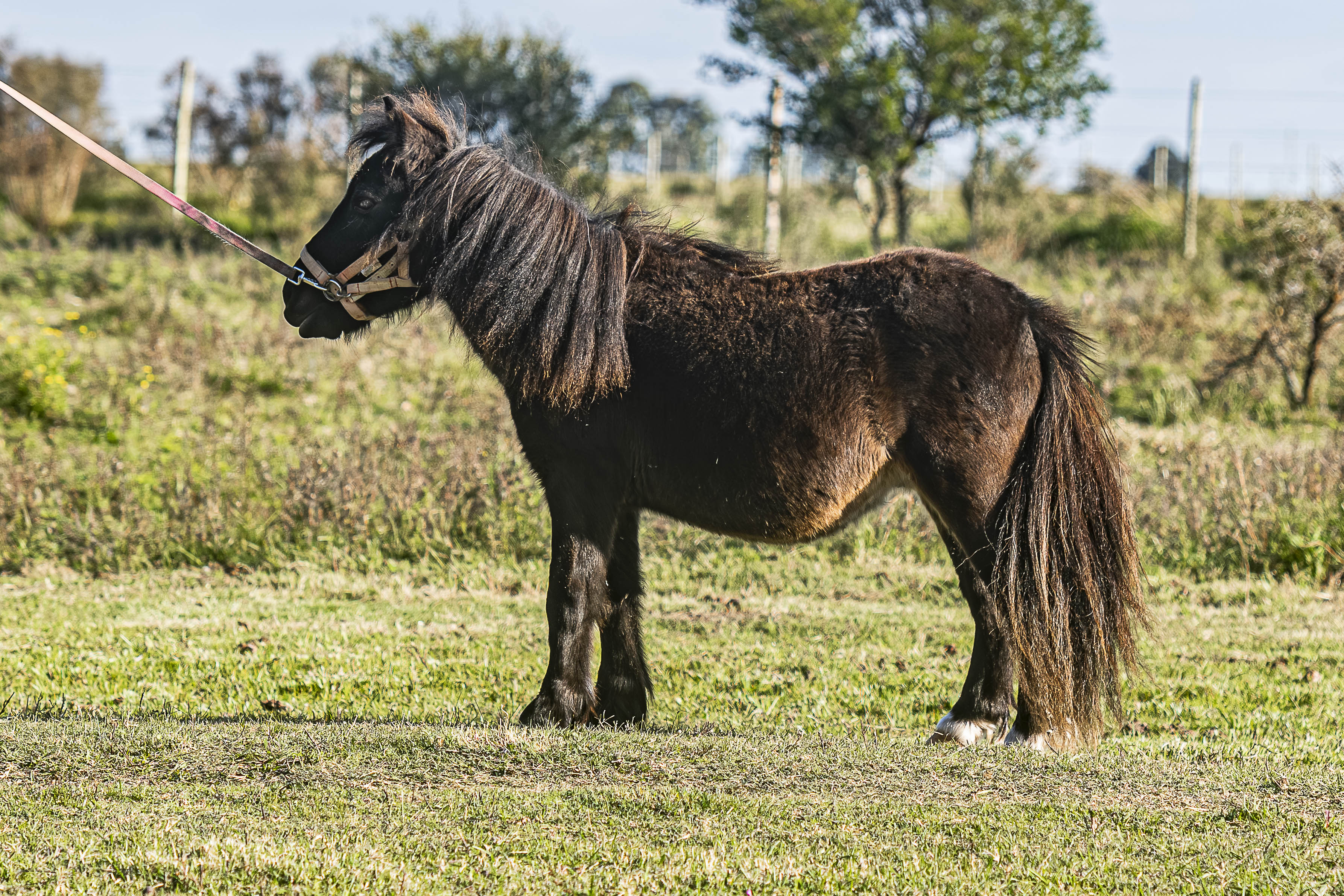 Potrillo Gen 2024 SHR Canelon - Cabaña SHR Poni Shetland Uruguay